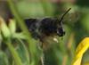 Megachile willughbiella